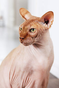 Sphynxs cat