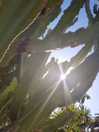 Low angle view of sunlight streaming through tree against sky