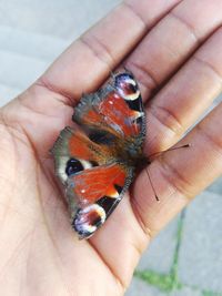 Close-up of hand holding butterfly