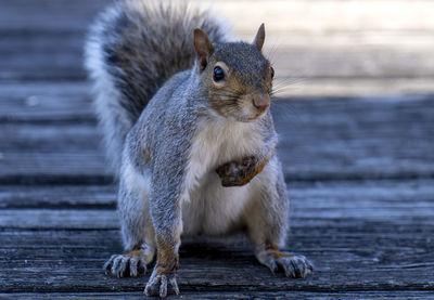 Close-up portrait of squirrel on wood