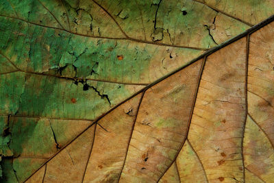 Dry leaf texture