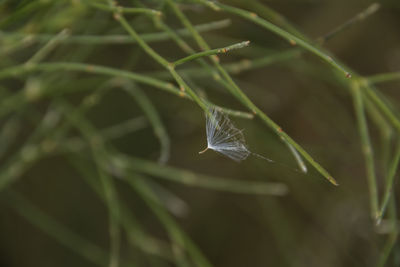 Close-up of feather on plant