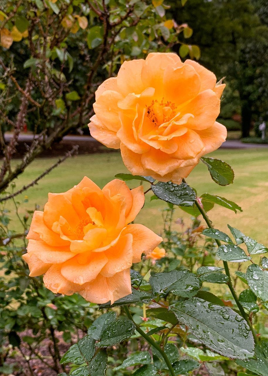 CLOSE-UP OF ORANGE ROSE IN BLOOM