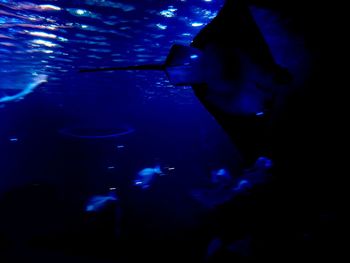 Fish swimming in sea