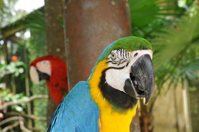 Close-up of a parrot