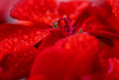 Full frame shot of red rose flower