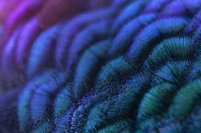 Close-up of the peacock feathers .macro blue feather, feather, bird, animal. macro photograph.