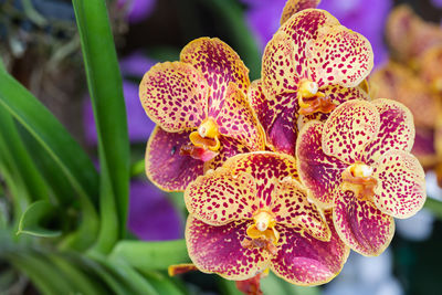 Close-up of orchids on plant