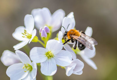 Close-up of bee on white flowers