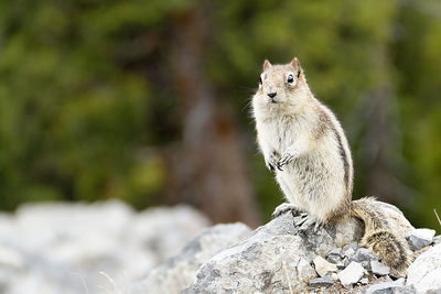 Close-up of squirrel sitting on rock