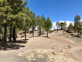 Trees on field against blue sky