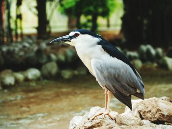 Close-up of gray heron perching on flower