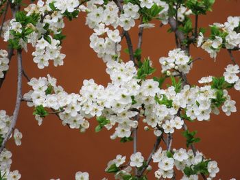 Close-up of white flowering plant