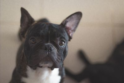 Portrait of black dog