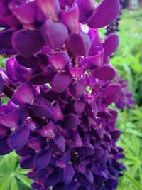 Close-up of purple flowers