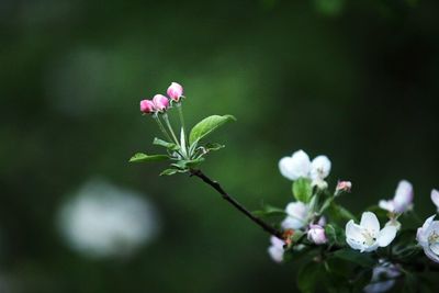 Close-up of flowers blooming outdoors