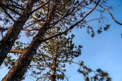 Low angle view of tree against clear blue sky