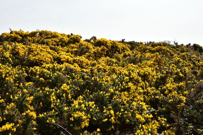 Yellow flowering plants on field against sky