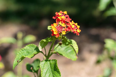 Yellow, orange and red flower lantana camara- beautiful flowering plant.