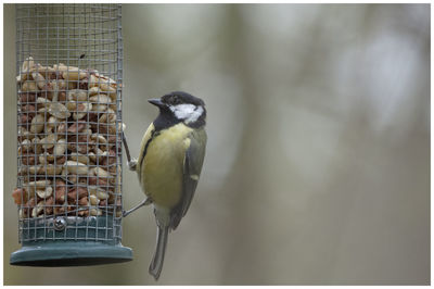 Bird perching on a feeder