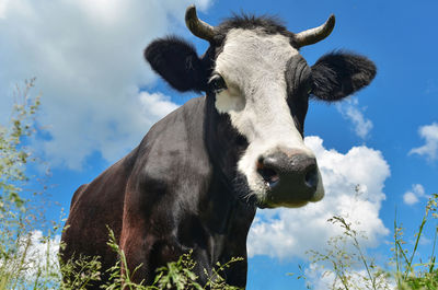 Portrait of cow