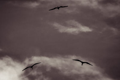 Low angle view of silhouette birds flying against sky