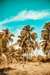 Palm trees on field against sky