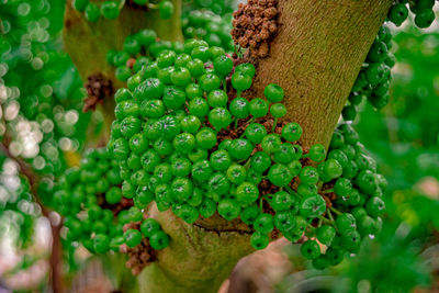 Close-up of berries growing on plant