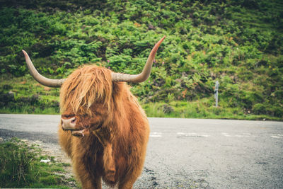 Higland cow on road by trees