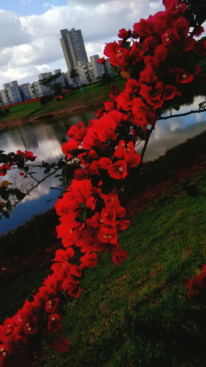 RED FLOWERS GROWING ON TREE