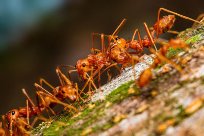 Fire ant on branch in nature ,selection focus only on some points in the image.