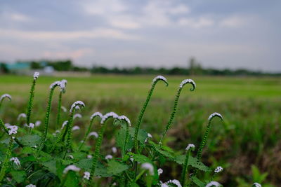 Plants growing on field against sky