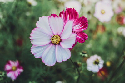 Close-up of pink flower