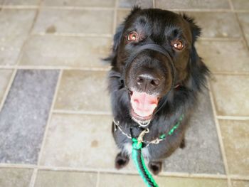 High angle portrait of black dog