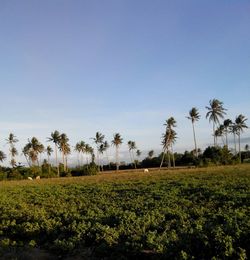 Palm trees on grassy field