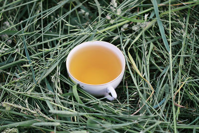 High angle view of tea on field