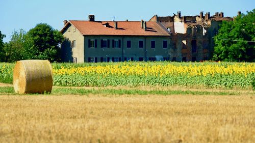 Scenic view of agricultural field