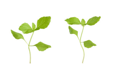 Close-up of leaves against white background