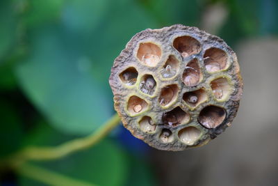 Close-up of lotus seedpod