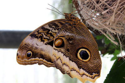 Close-up of butterfly on leaf