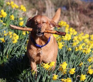 Close-up of a dog on field