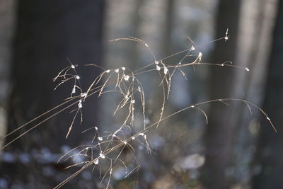 Close-up of dry spider web on plant