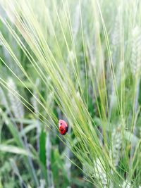 Close-up of red grass growing in field