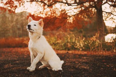 View of dog sitting on field