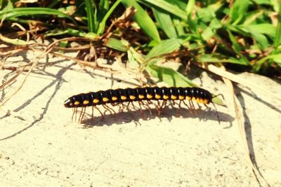 Close-up of insect on plant