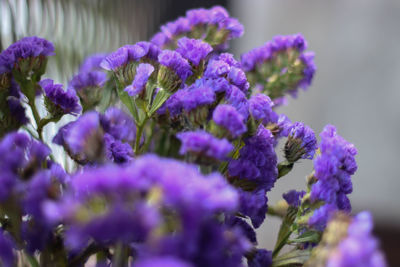 Close-up of purple flowers growing on plant