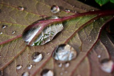 Close-up of raindrops on leaves