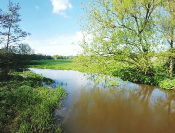 Scenic view of lake in forest against sky