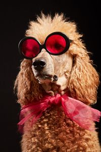 Close-up of dog wearing sunglasses