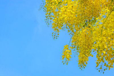 Low angle view of yellow flowering plant against clear blue sky